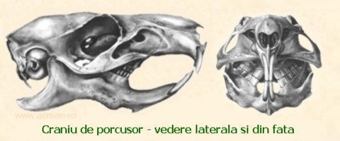 Craniu de porcusor